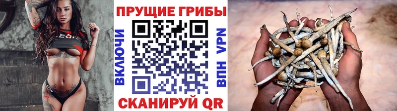 Псилоцибиновые грибы Psilocybine cubensis  Новотитаровская 